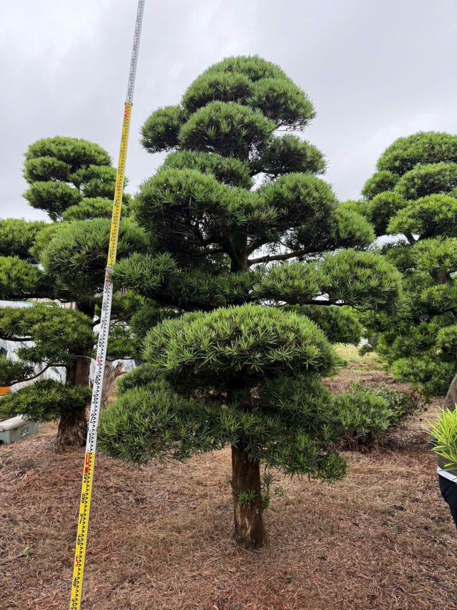 Tùng La Hán chuẩn Nhật